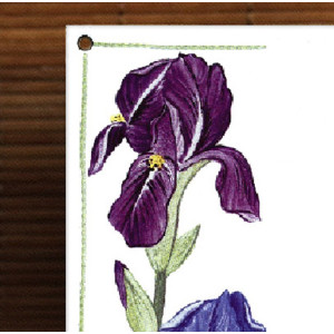 Décor Iris zoom