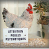 Plaque émaillée 10x6cm Attention Poules Psychotiques