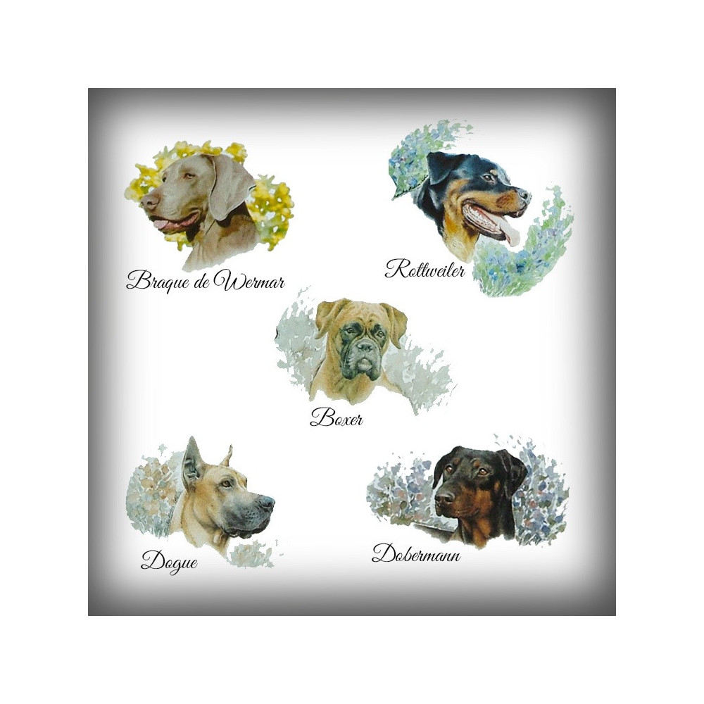 Choisissez la race de votre chien