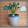 Petite Etiquette de jardin en émail blanc ou vert