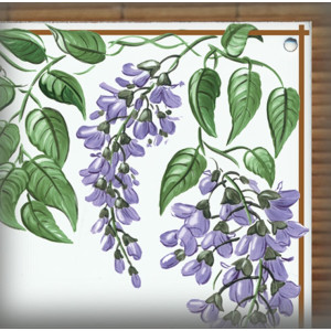 Décor Glycines